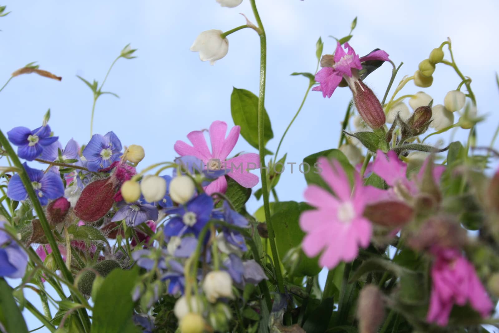 Bouquet