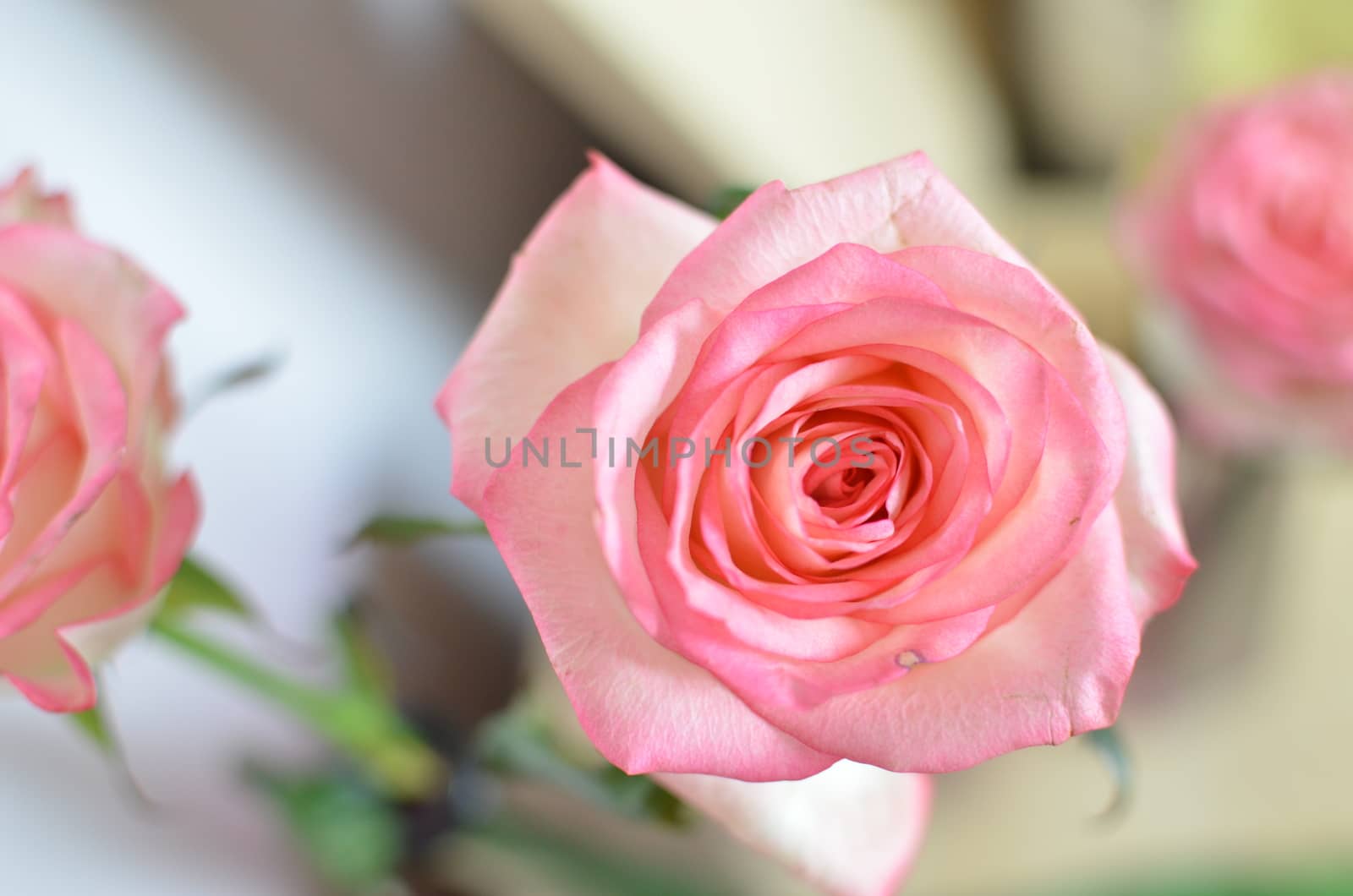 Pink Spring Rose Flower on the Table