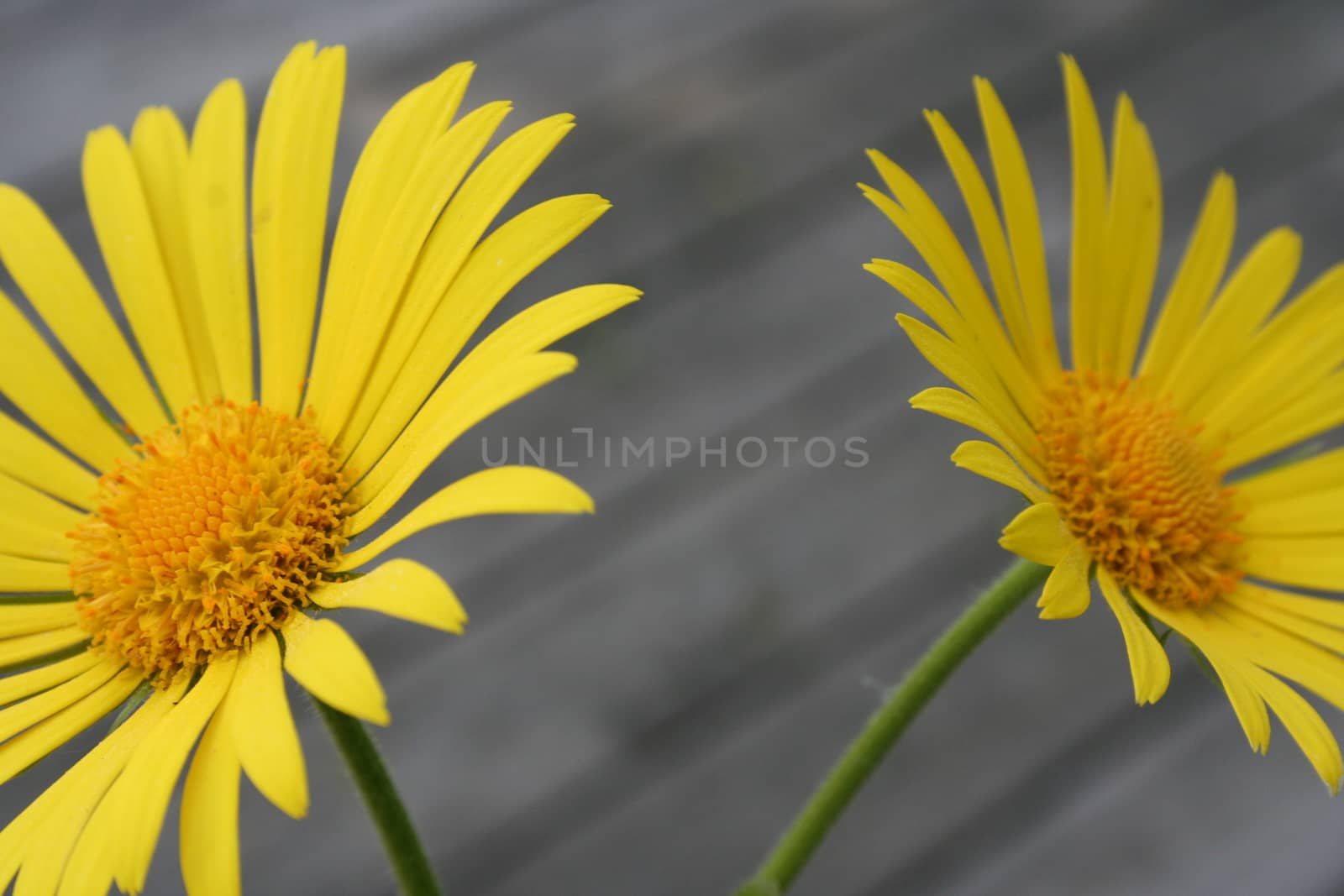 doronicum by elin_merete