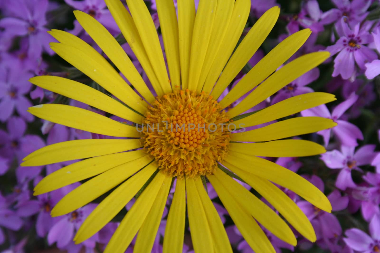 doronicum