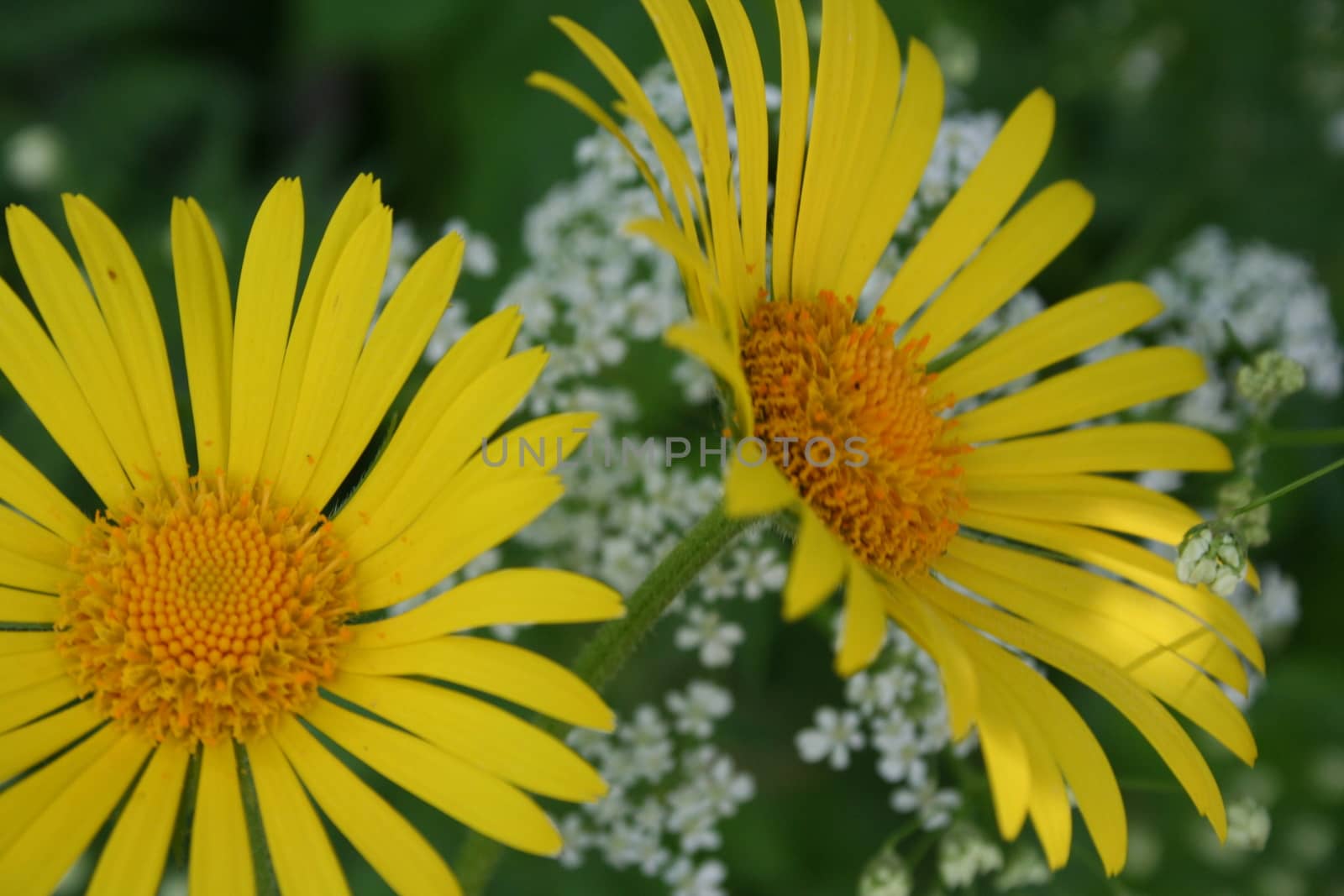 doronicum by elin_merete