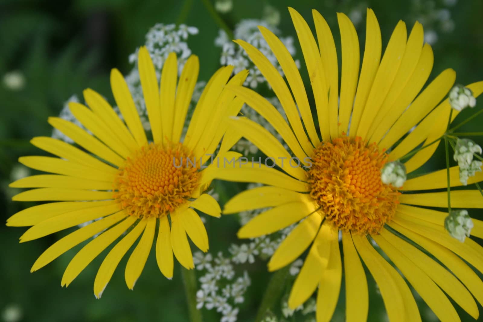 doronicum by elin_merete