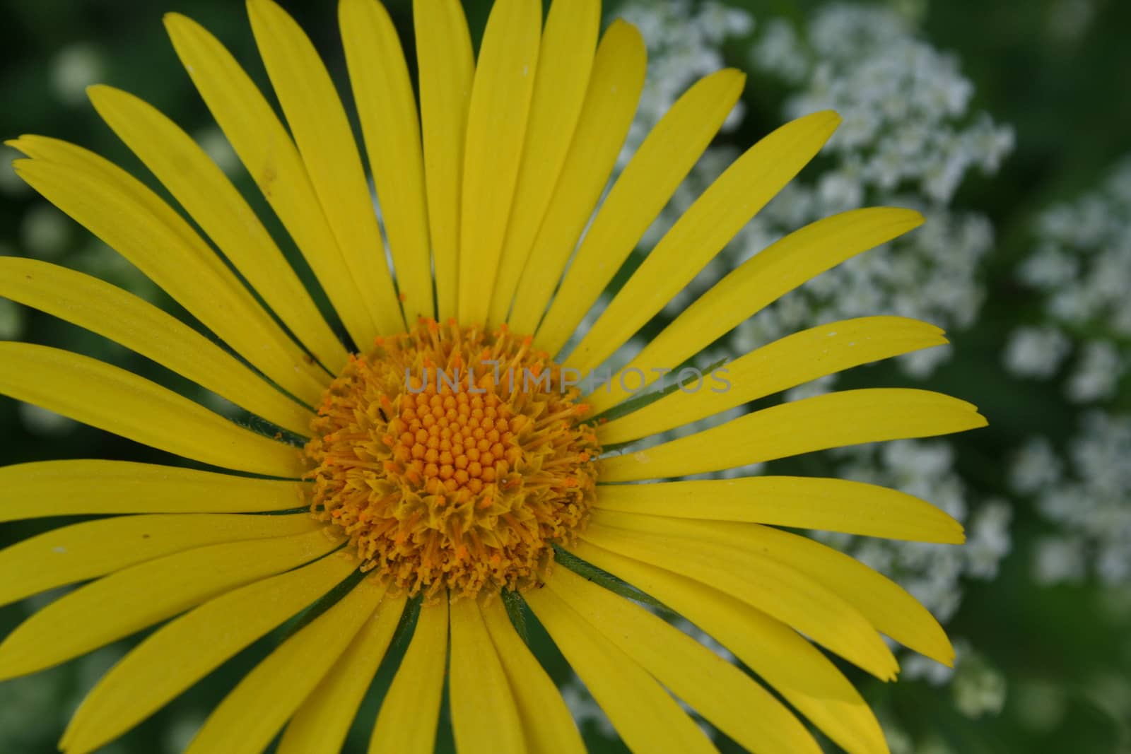 doronicum