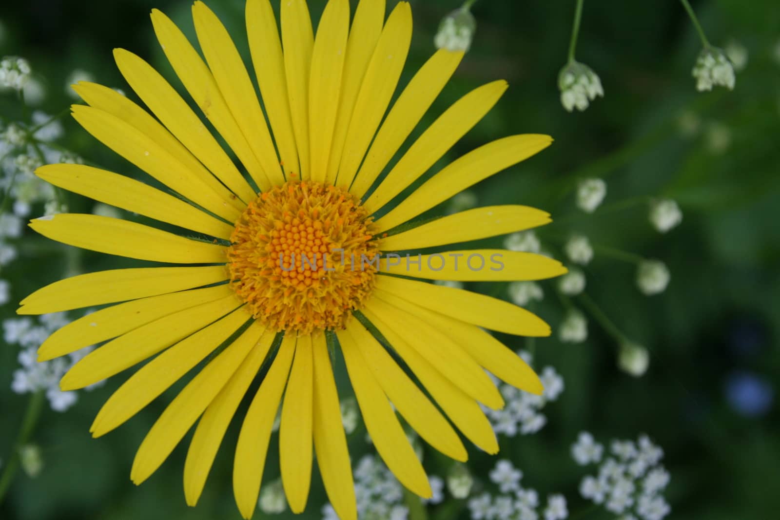 doronicum by elin_merete