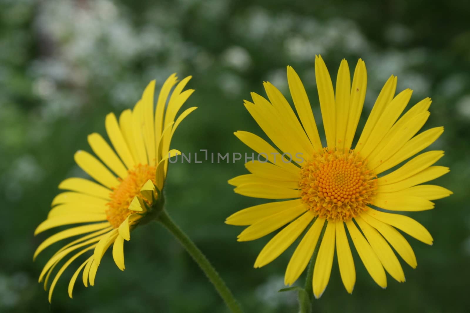 doronicum by elin_merete