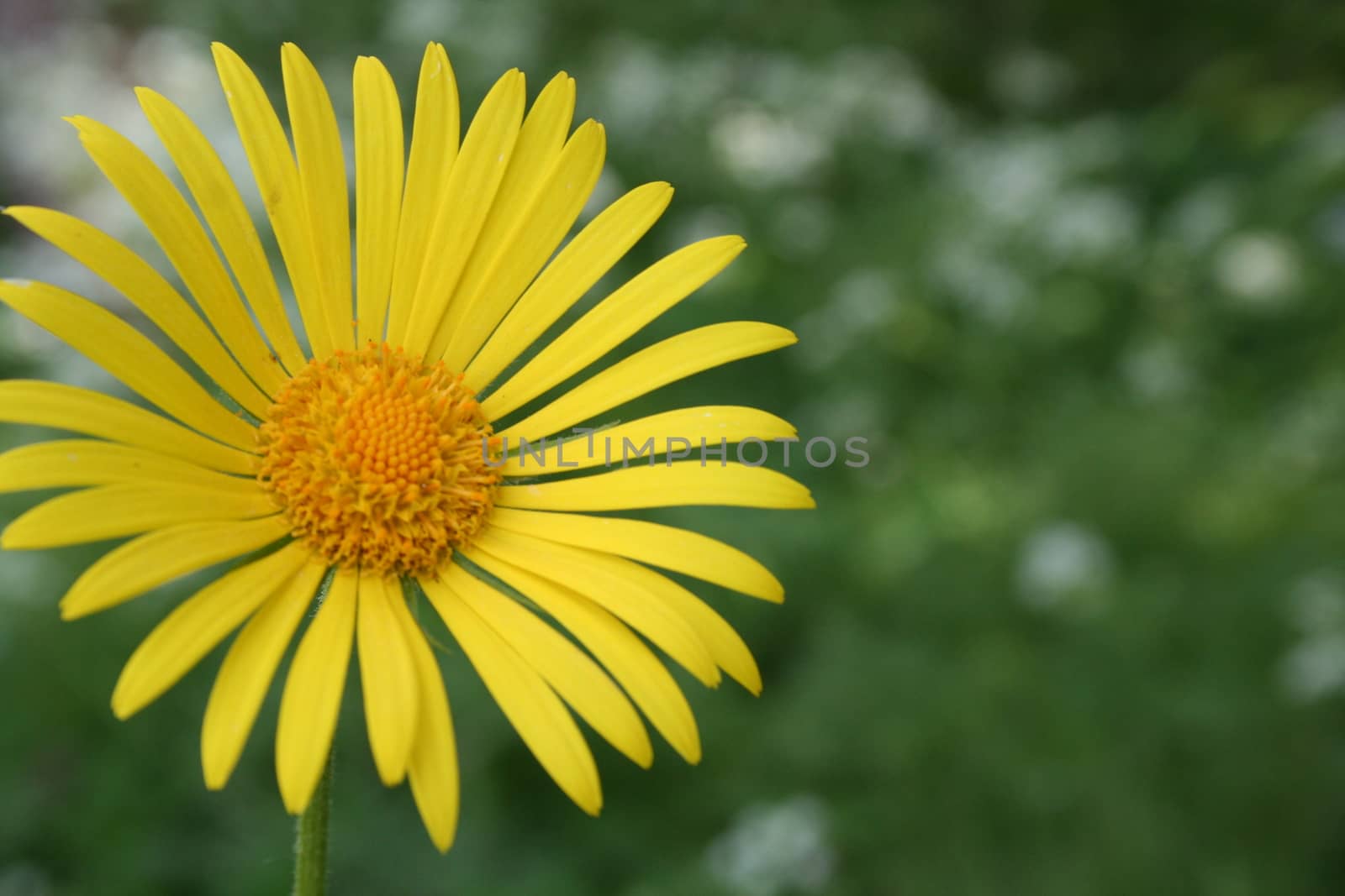 doronicum