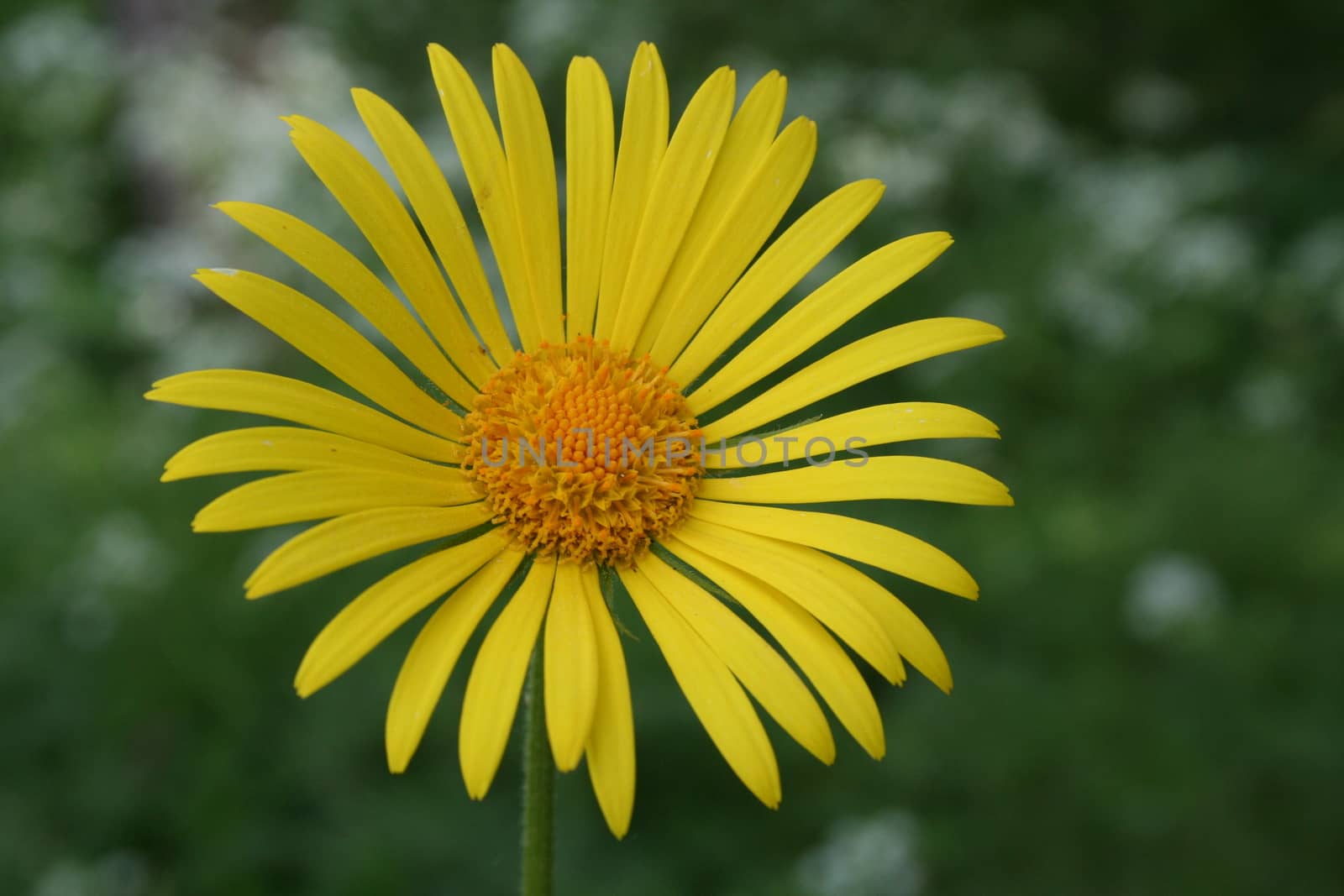 doronicum by elin_merete