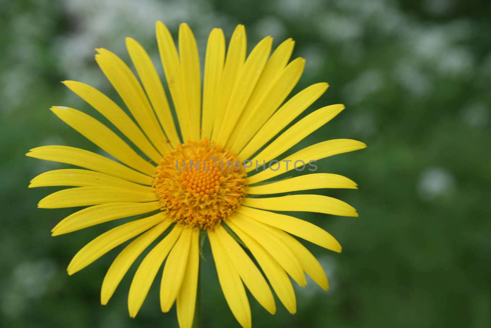 doronicum by elin_merete