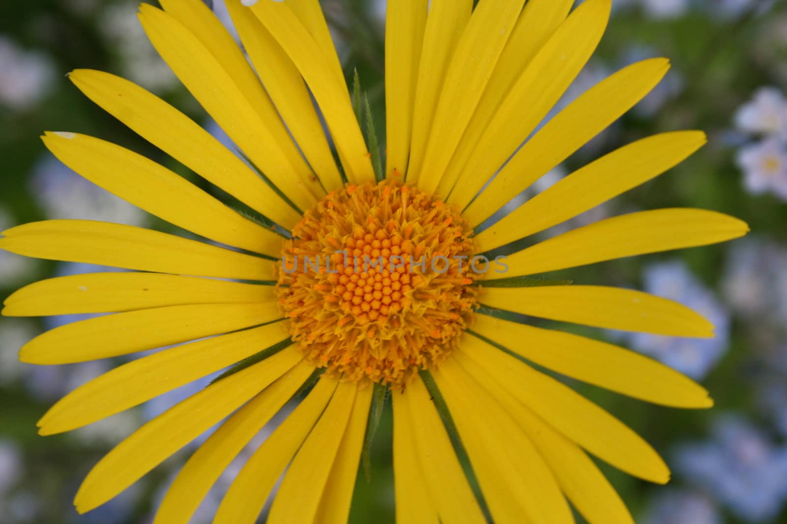 doronicum