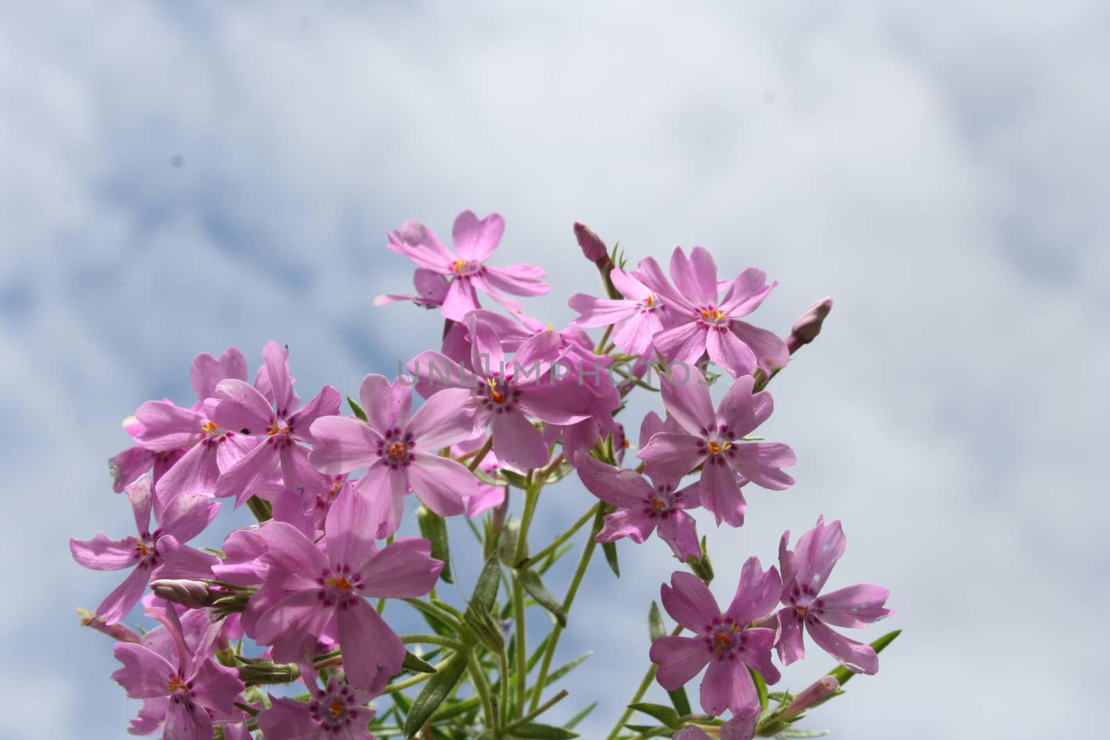 phlox subulata