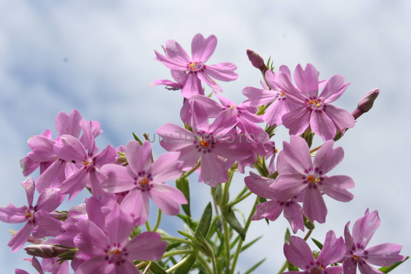 phlox subulata by elin_merete