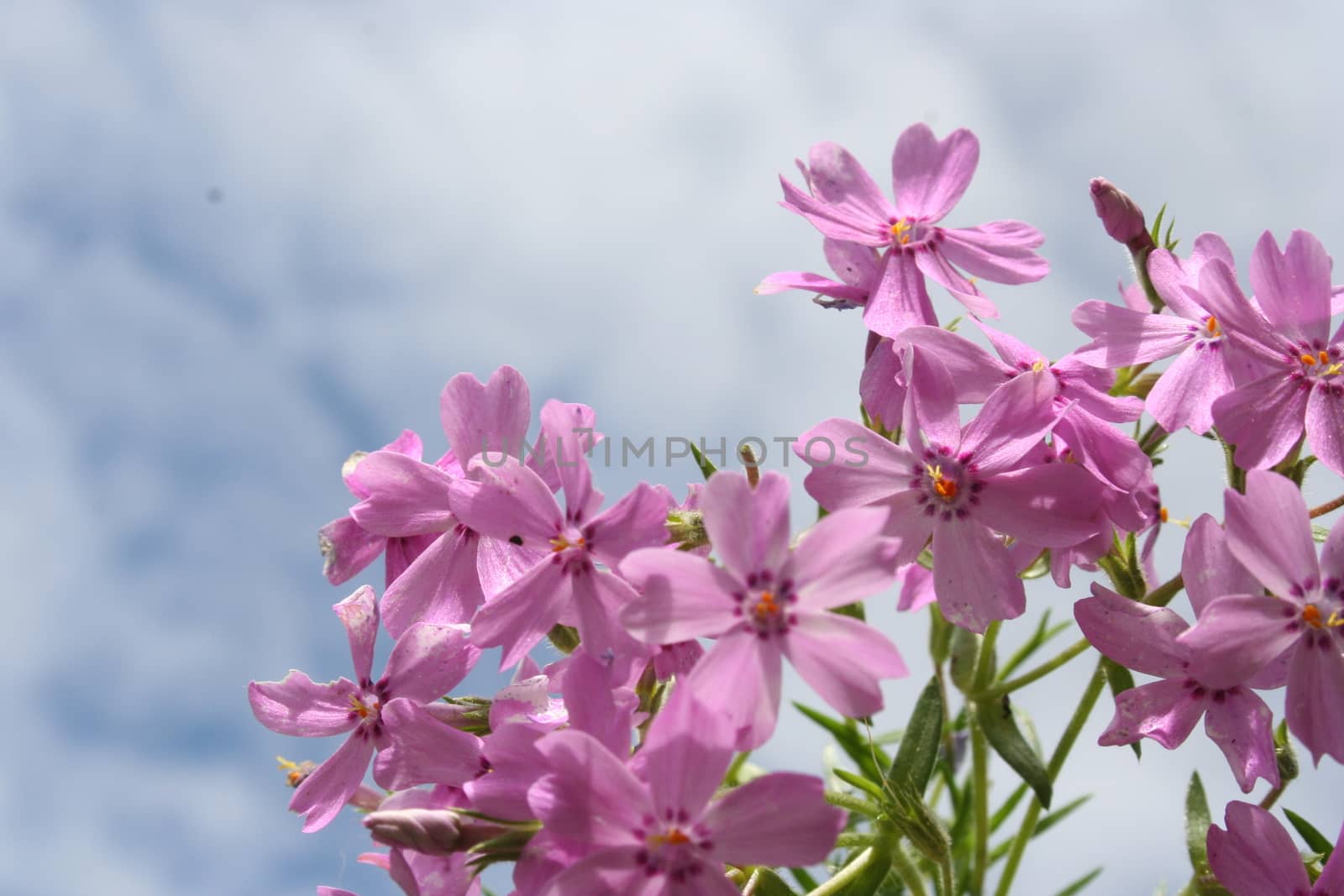 phlox subulata by elin_merete