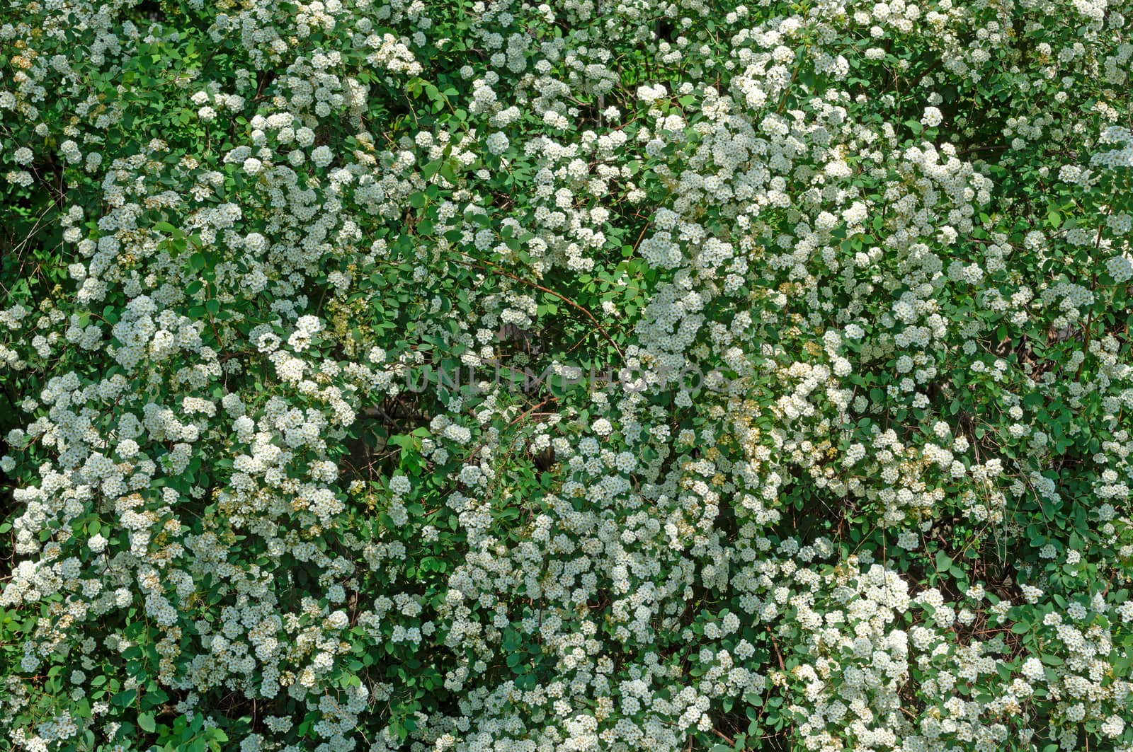 Spiraea alpine spring flower - white flowering shrub.Green bushe by DNKSTUDIO
