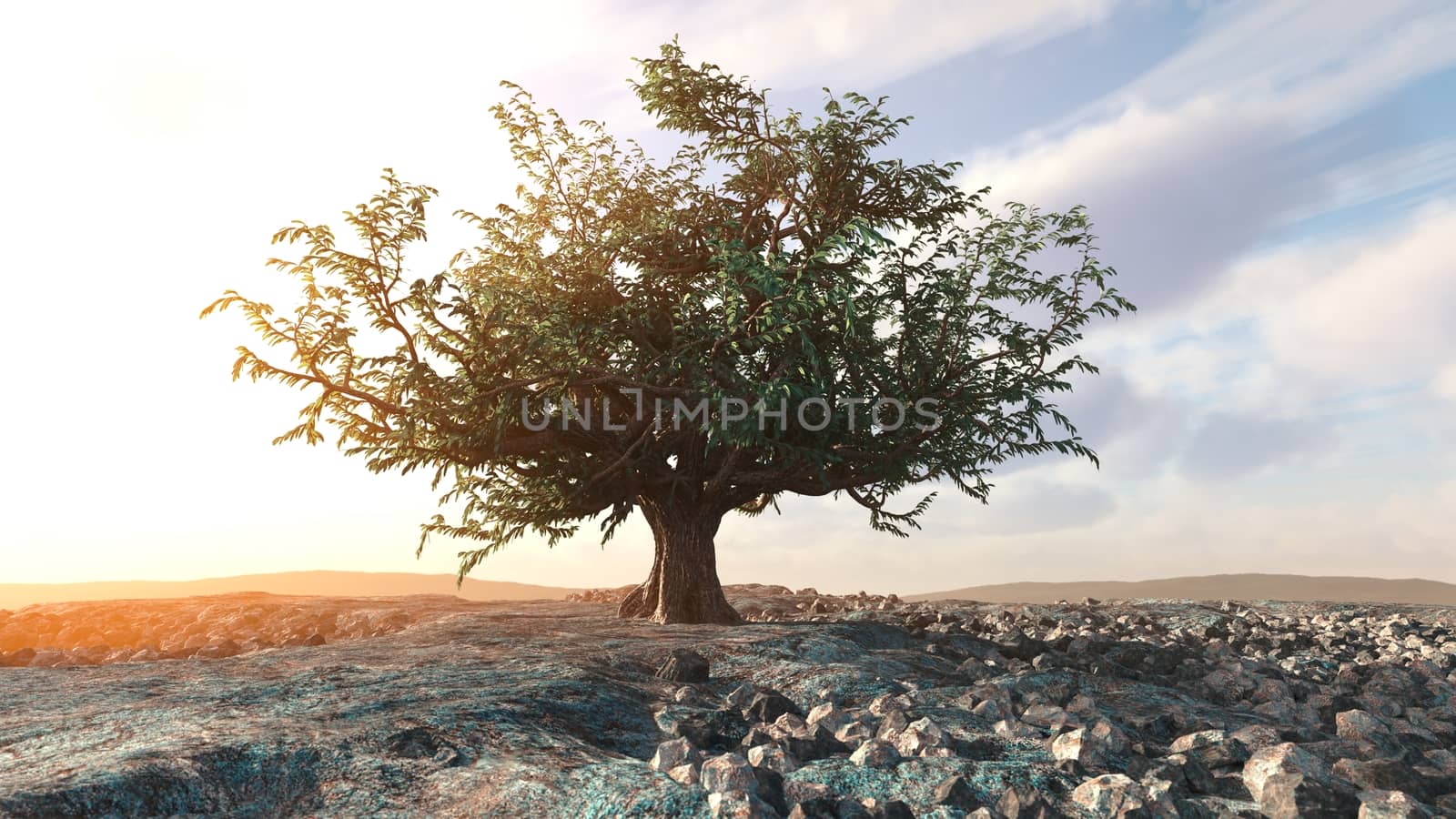 A single tree left in a desert rock landscape conceptual background
