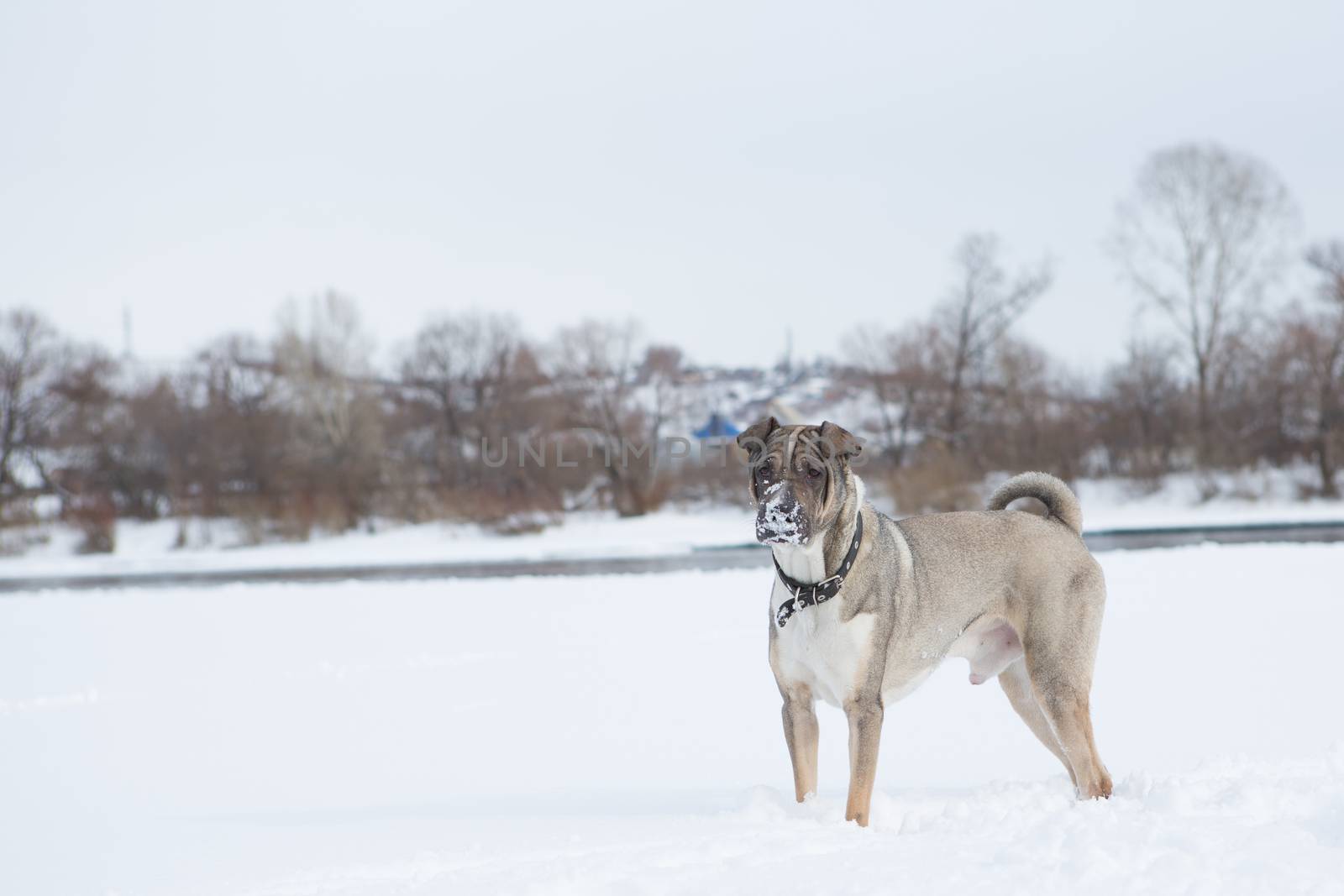 friendly dog to walk on snow in winter Park by olgagordeeva