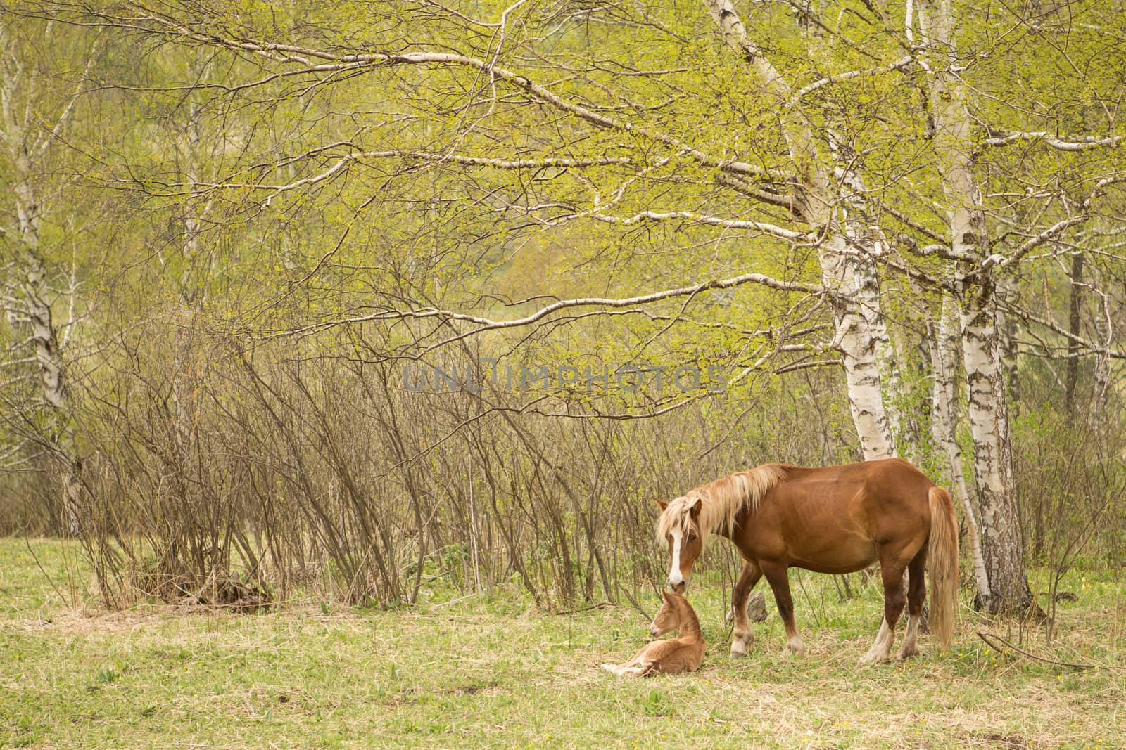 Mare and foal on a green meadow in the forest