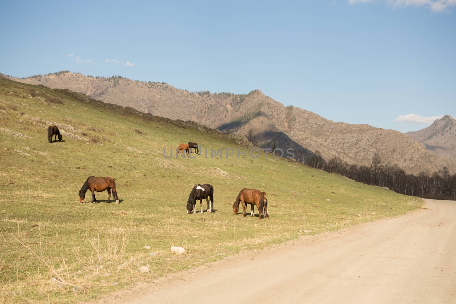a herd of horses at pasture in the mountains in the spring