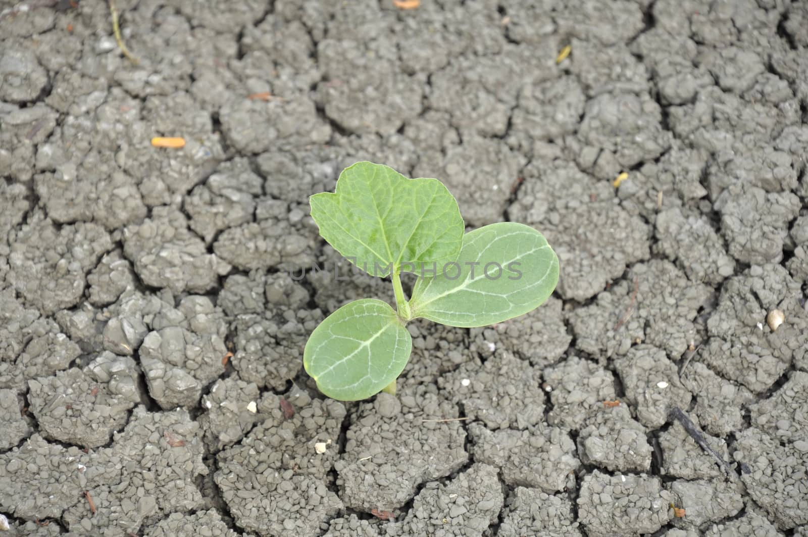 Seedlings of watermelon seeds Grew up on cracked ground