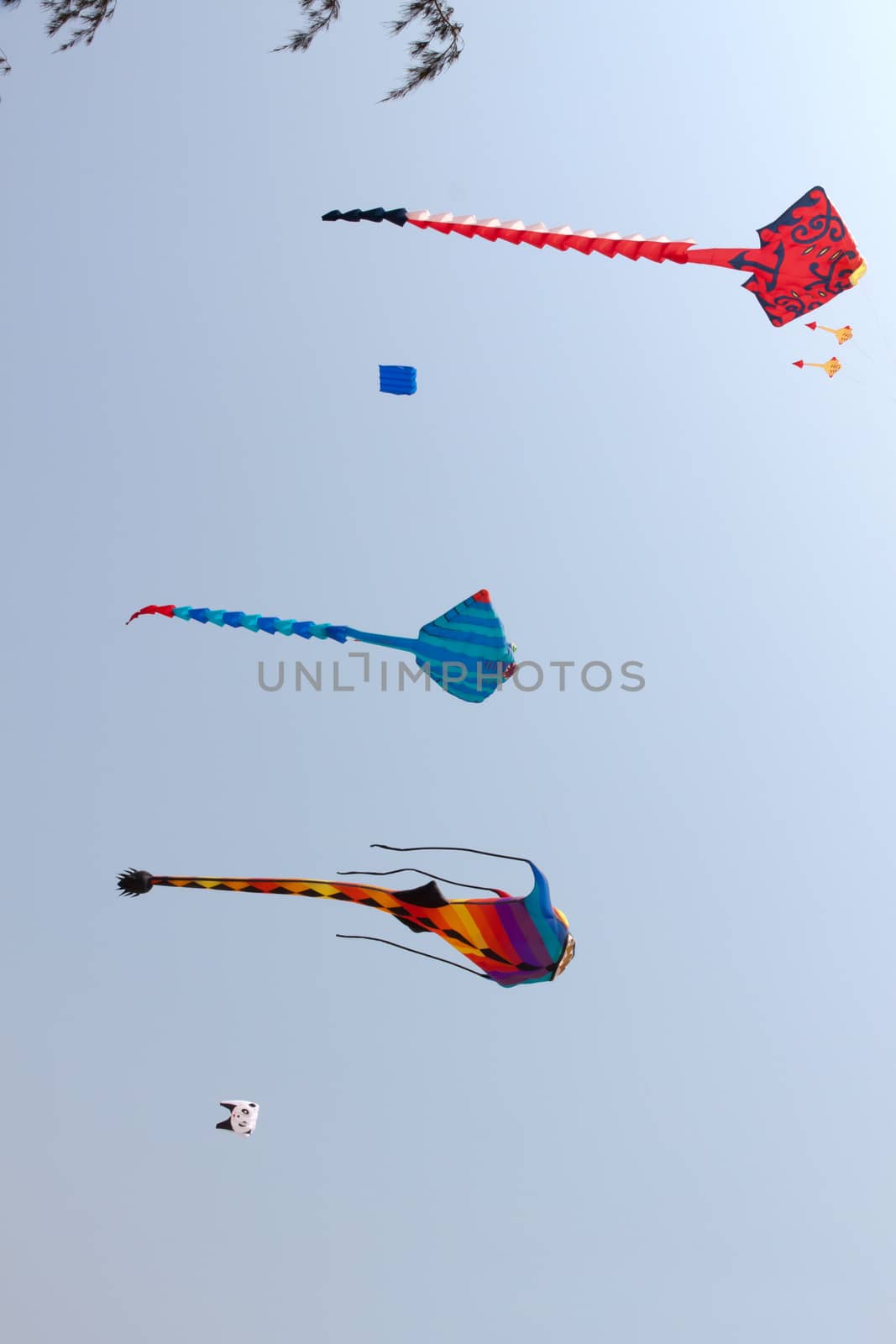 colorful kite in the blue sky at the summer holidays time