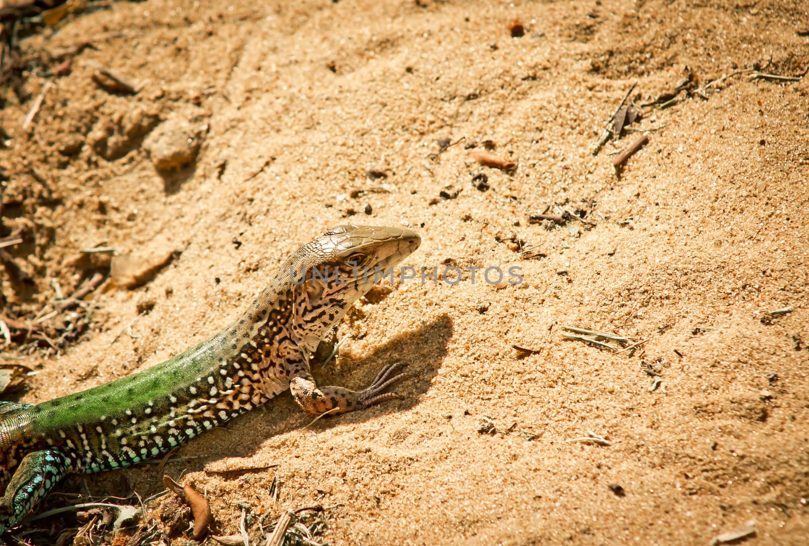 Small sunlit lizard on sand ground