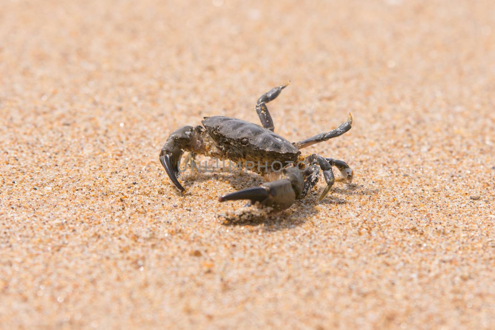 Little sea crab on the sand