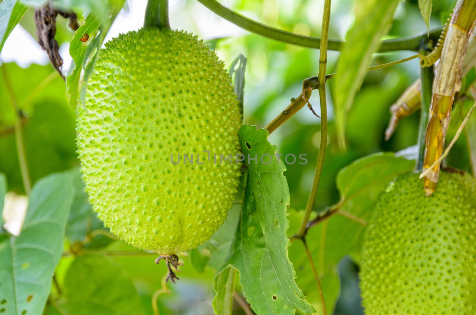 Green Gac fruit, Spring Bitter Cucumber or Momordica Cochinchinensis Spreng on the tree in Thailand
