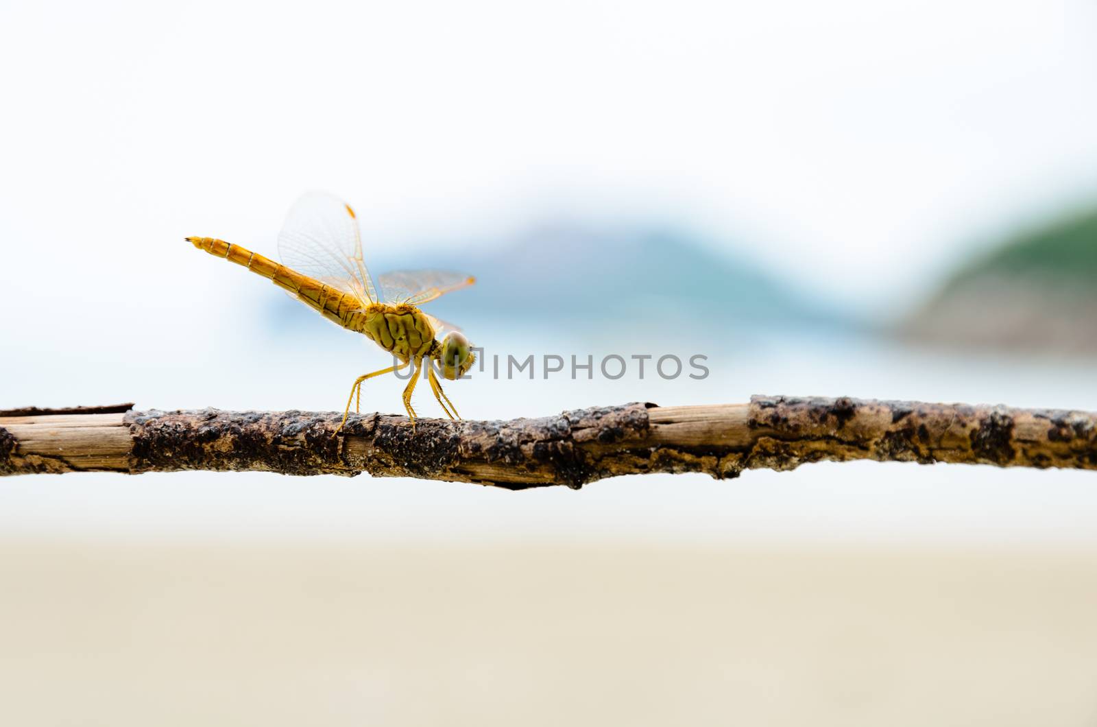 Pantala Flavescens, Globe Skimmer or Wandering Glider, Yellow dragonfly perched on a branch at the beach