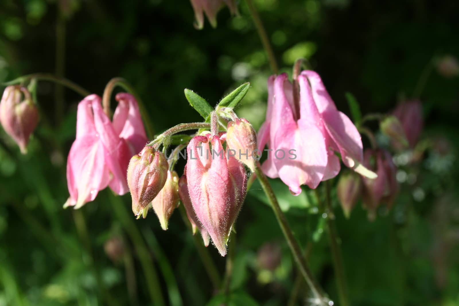 aquilegia vulgaris by elin_merete