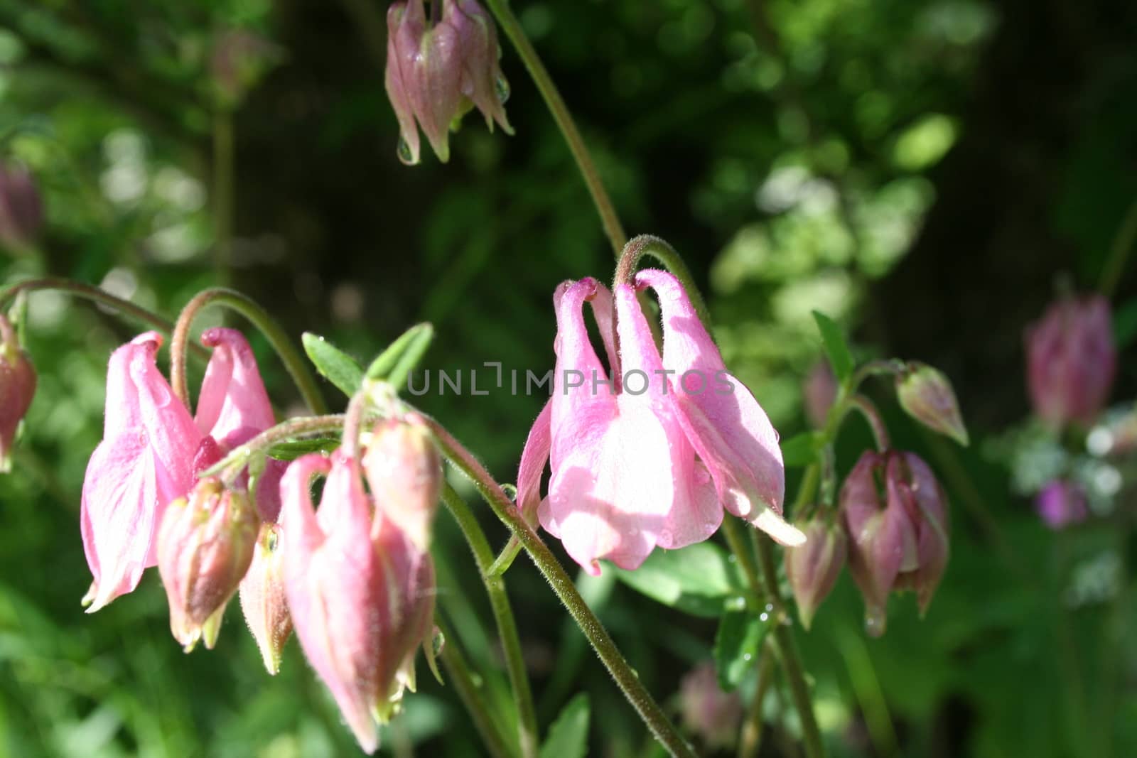 aquilegia vulgaris