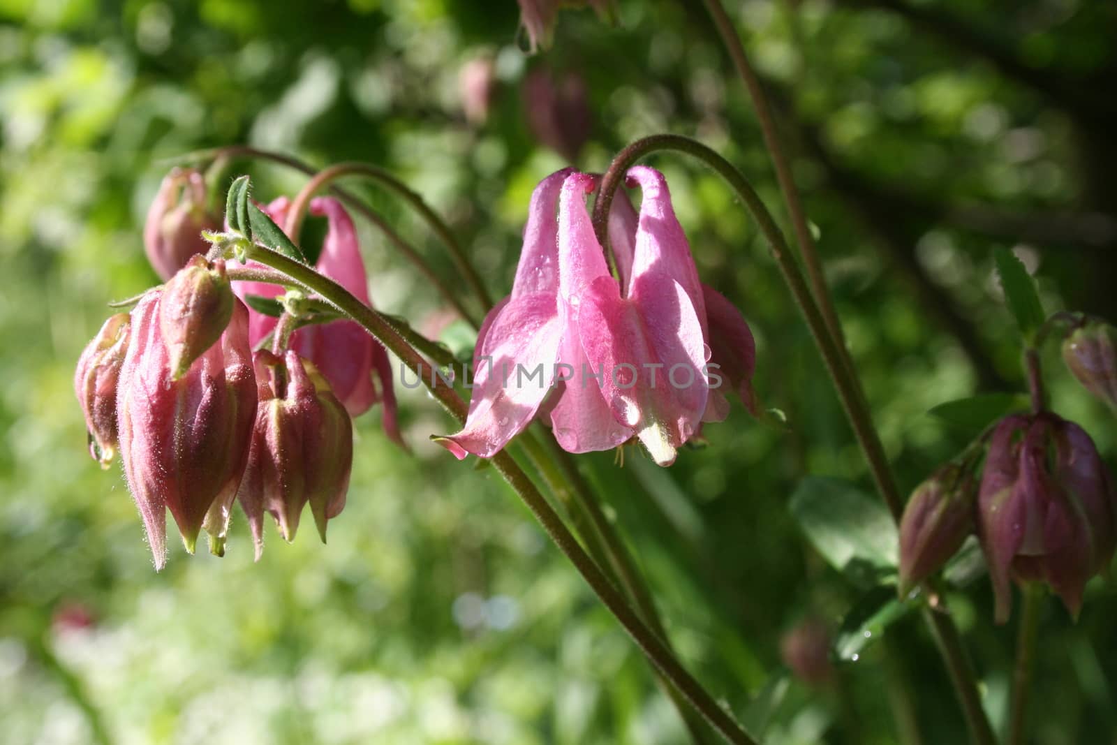 aquilegia vulgaris by elin_merete