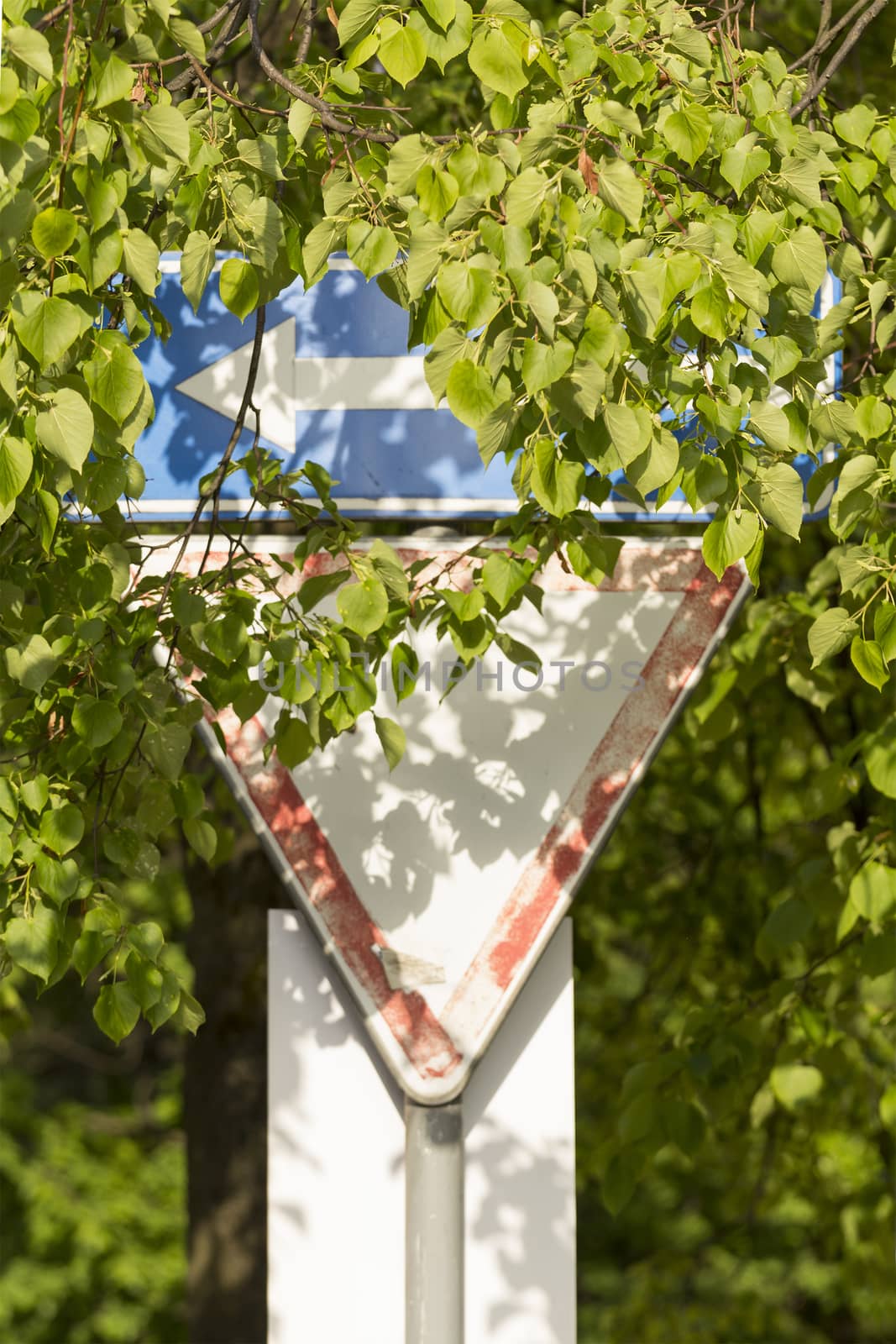 A road sign near a tree in the green foliage lit by the Sun.