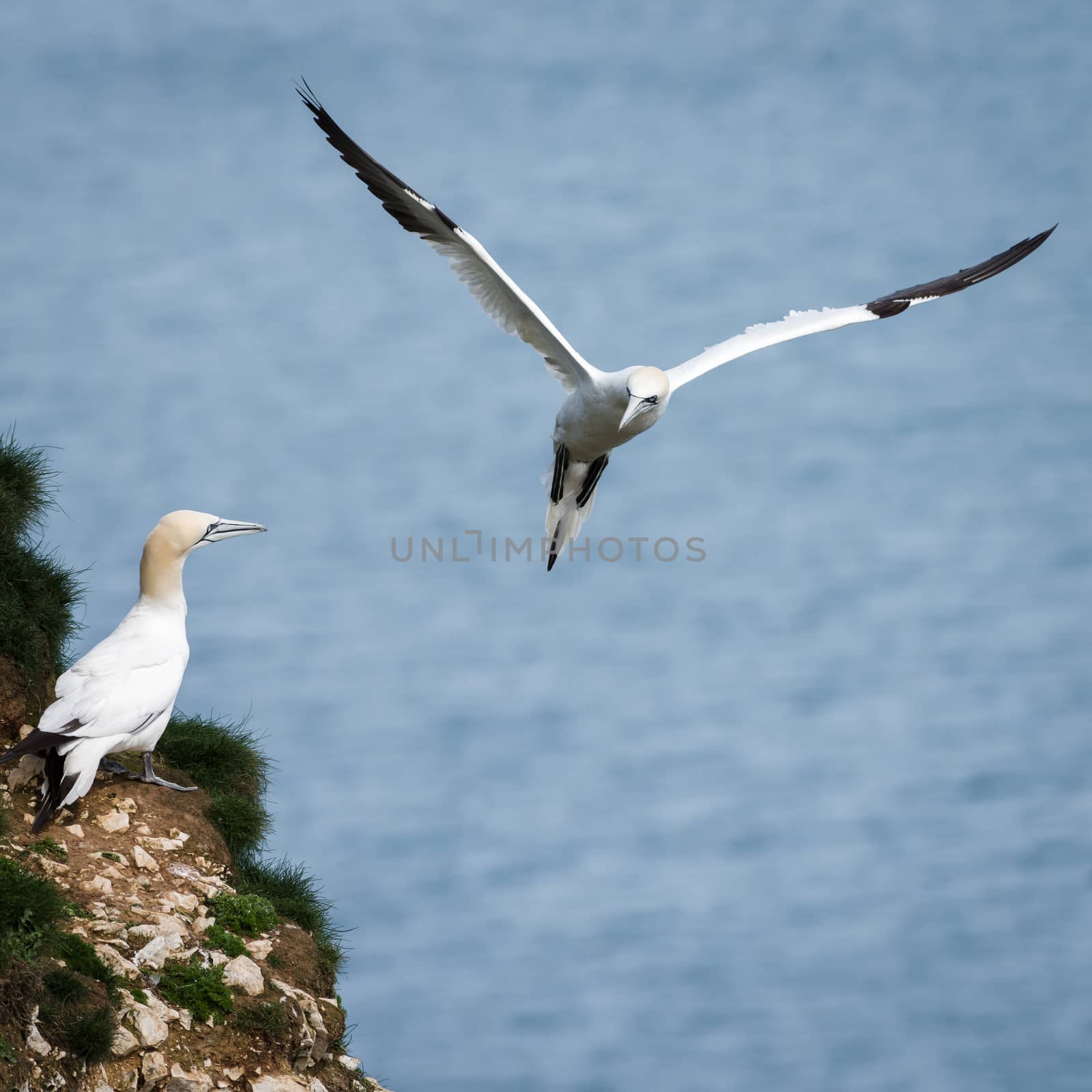 Gannets are seabirds comprising the genus Morus, in the family Sulidae, closely related to boobies. They have a maximum lifespan of up to 35 years. The gannets are large white birds with yellowish heads; black-tipped wings; and long bills.