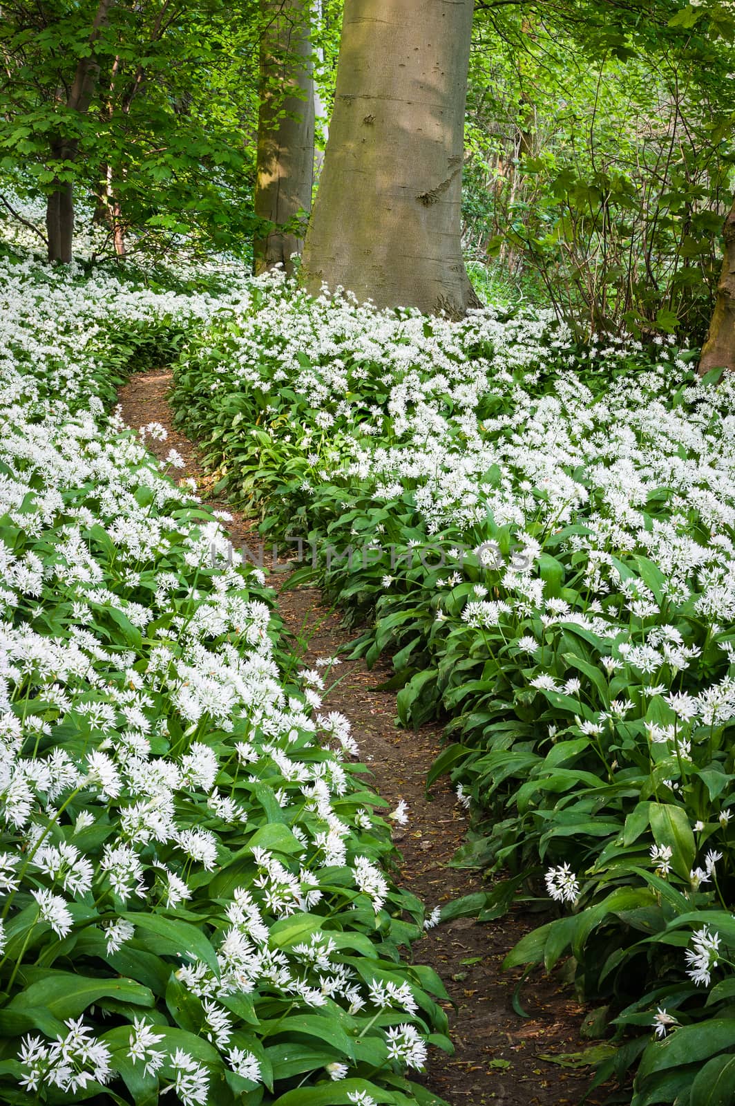Scented Path - Woodland Path -Allium Ursinum -  Wild Garlic - Ra by paul_rookes