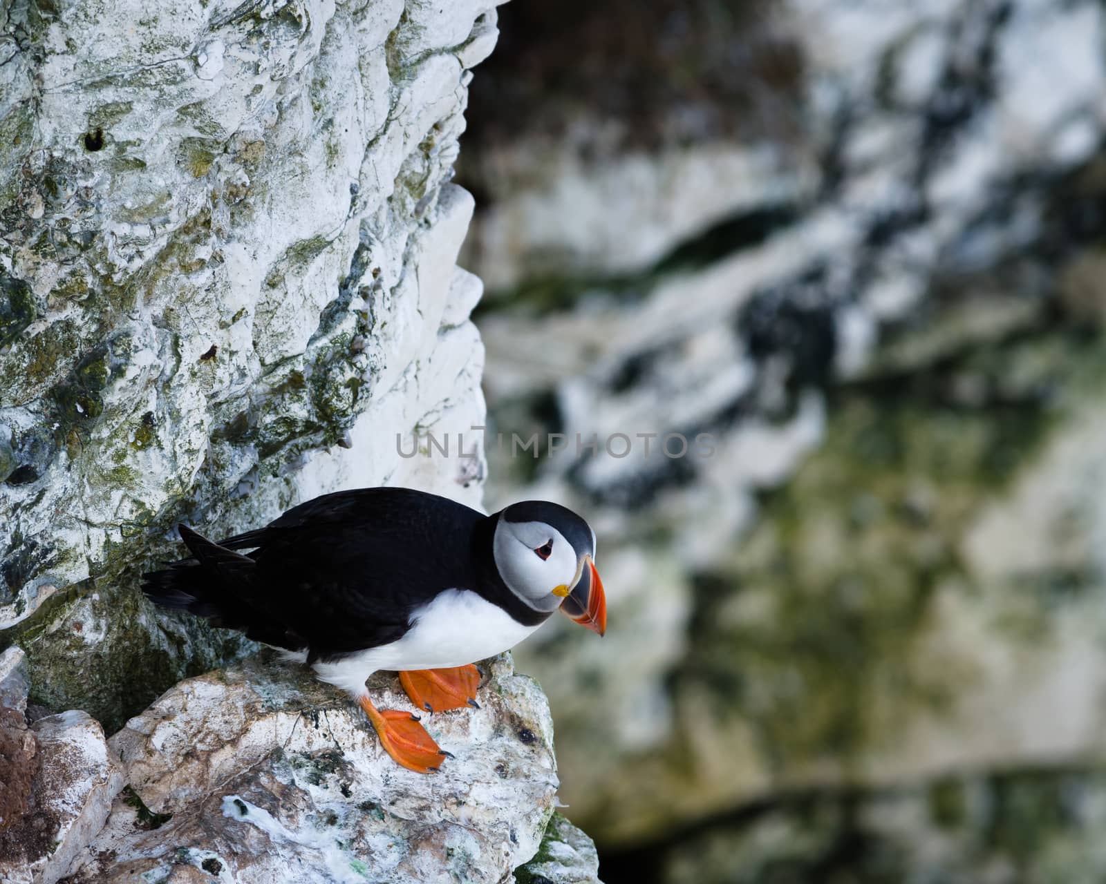 Puffins are any of three small species of alcids in the bird genus Fratercula with a brightly coloured beak during the breeding season. These are pelagic seabirds that feed primarily by diving in the water.
