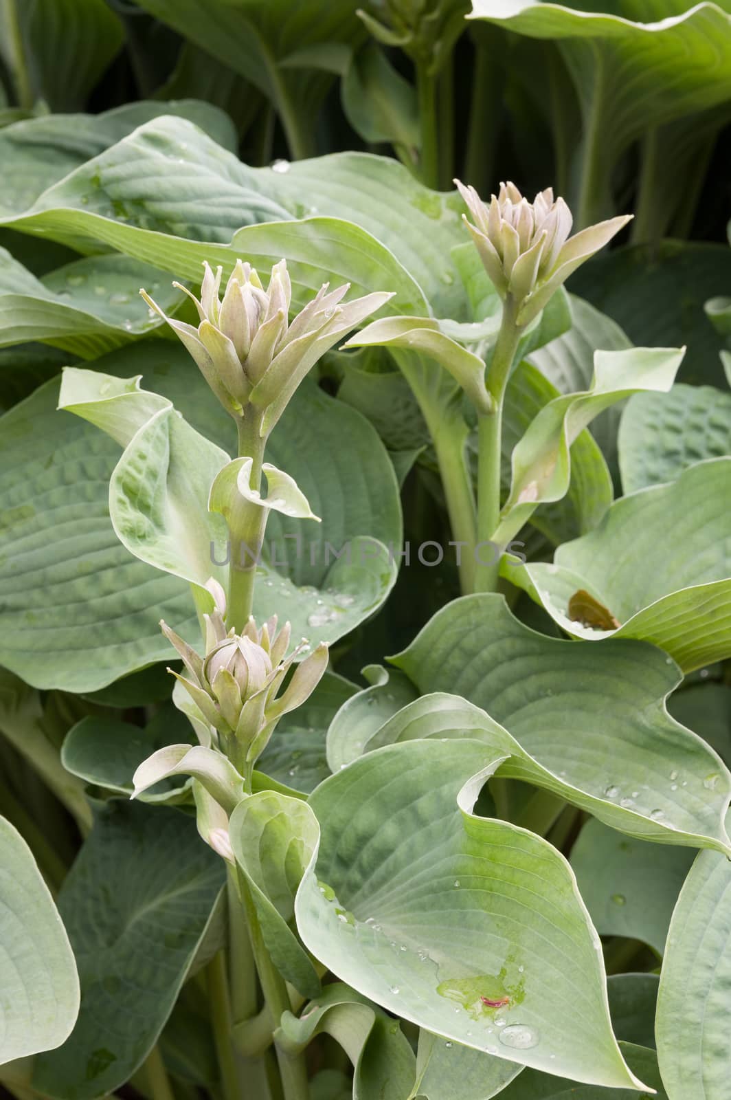 Hosta is a genus of plants commonly known as hostas, plantain lilies and occasionally by the Japanese name giboshi. Hostas are widely cultivated as shade-tolerant foliage plants.