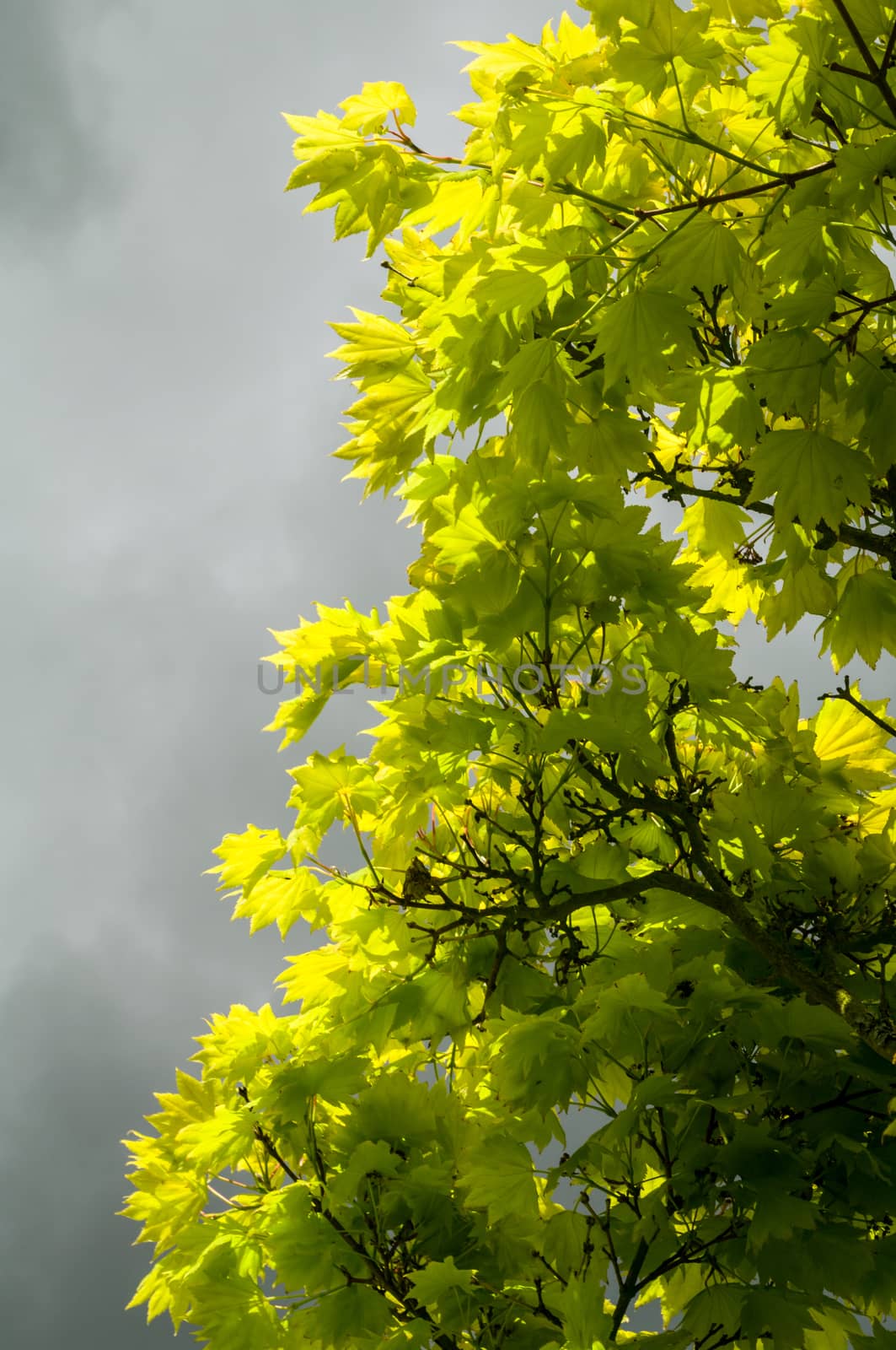 Backlit green leaves  with contrasting grey clouds