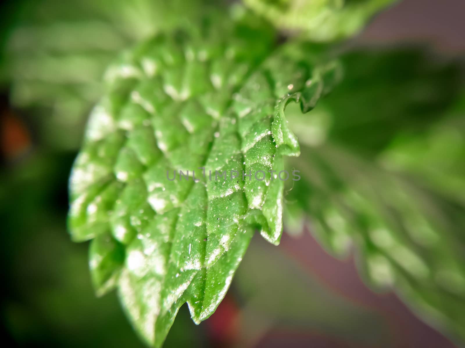 Macro of a peppermint plant leaf