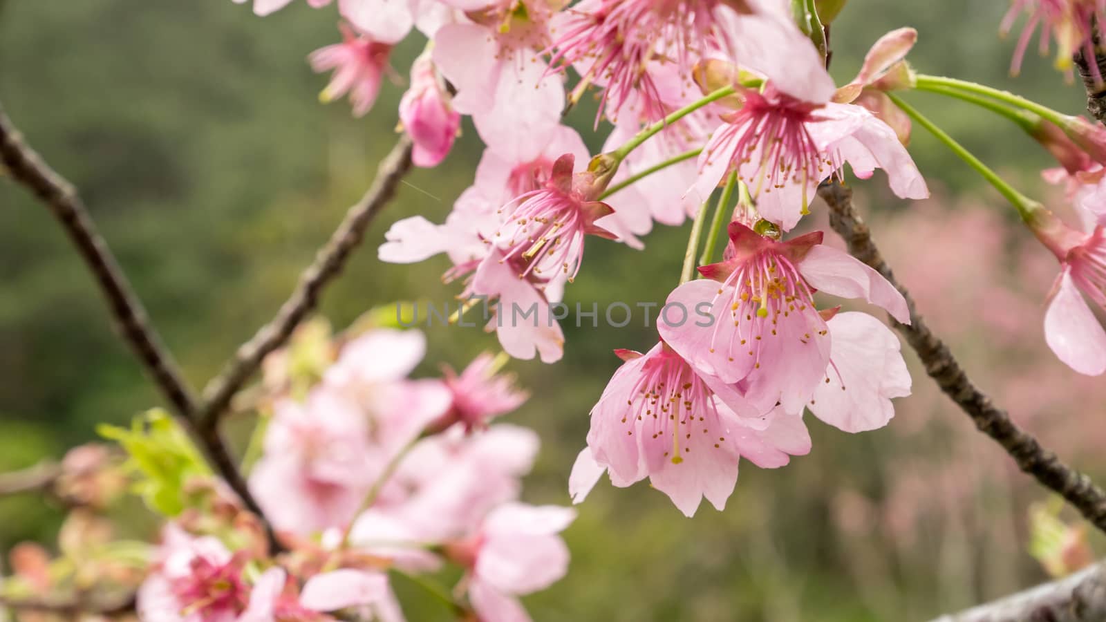 The close up of pink sakura flower branch (cherry blossom).