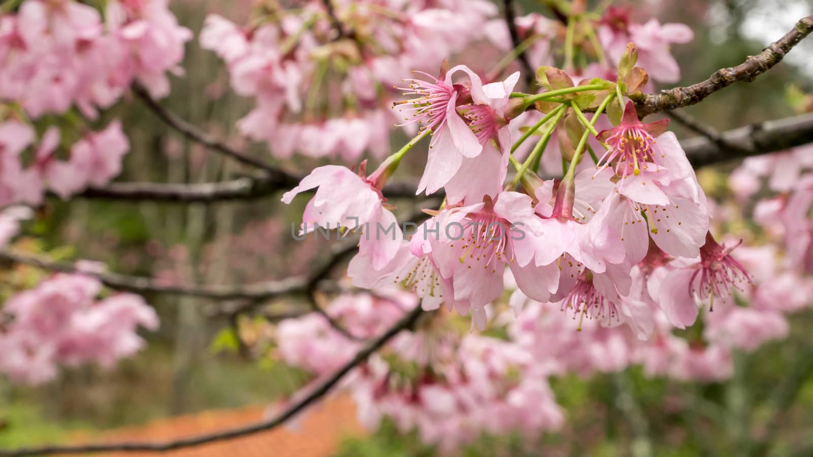 The close up of pink sakura flower branch (cherry blossom).