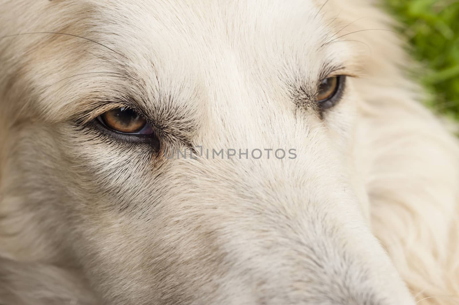 Close up of a white dog face with focus on his eye