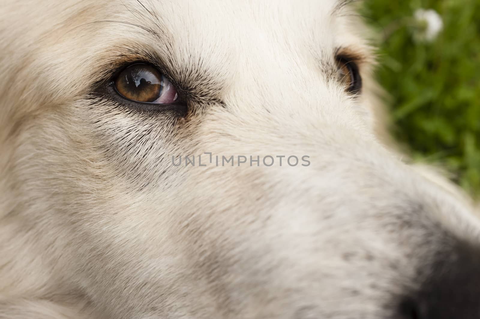 Close up of a white dog face with focus on his eye