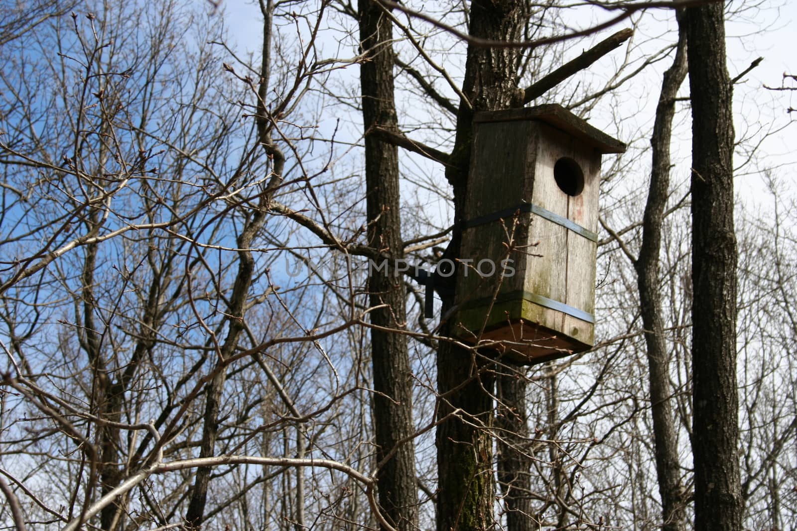 owl nesting box