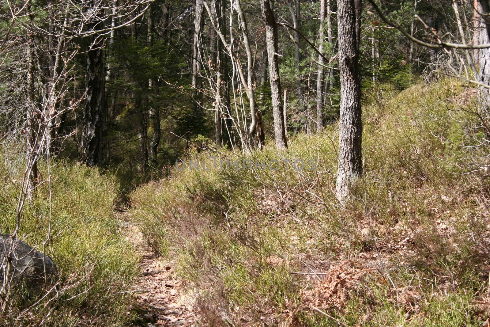 forest trail by elin_merete