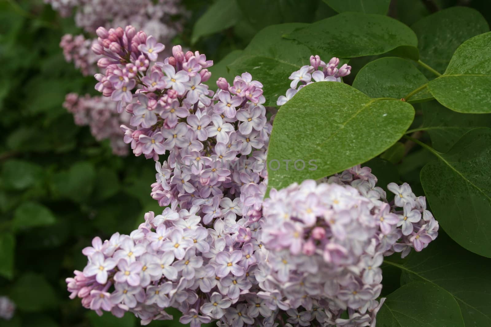 syringa vulgaris