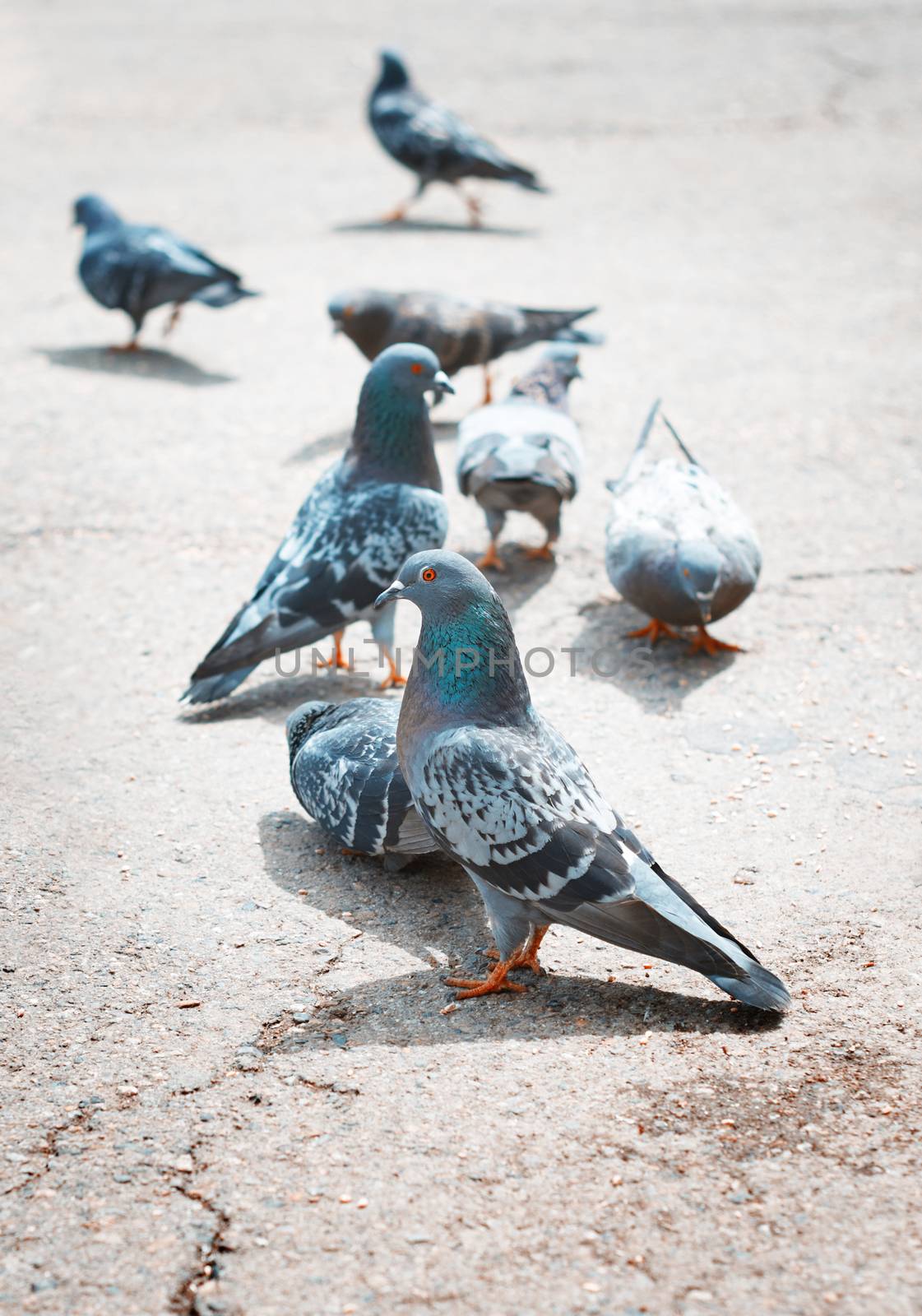 Pigeons on a London street by Novic