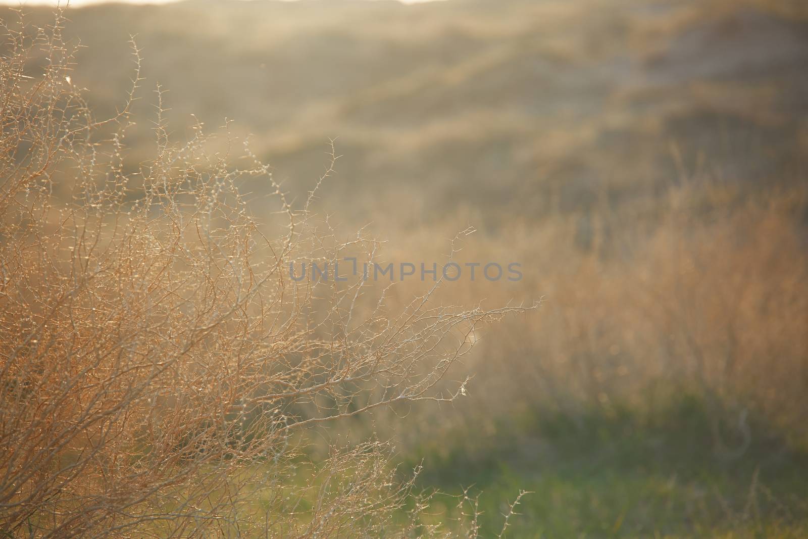 Springtime in the wild steppe during sunset