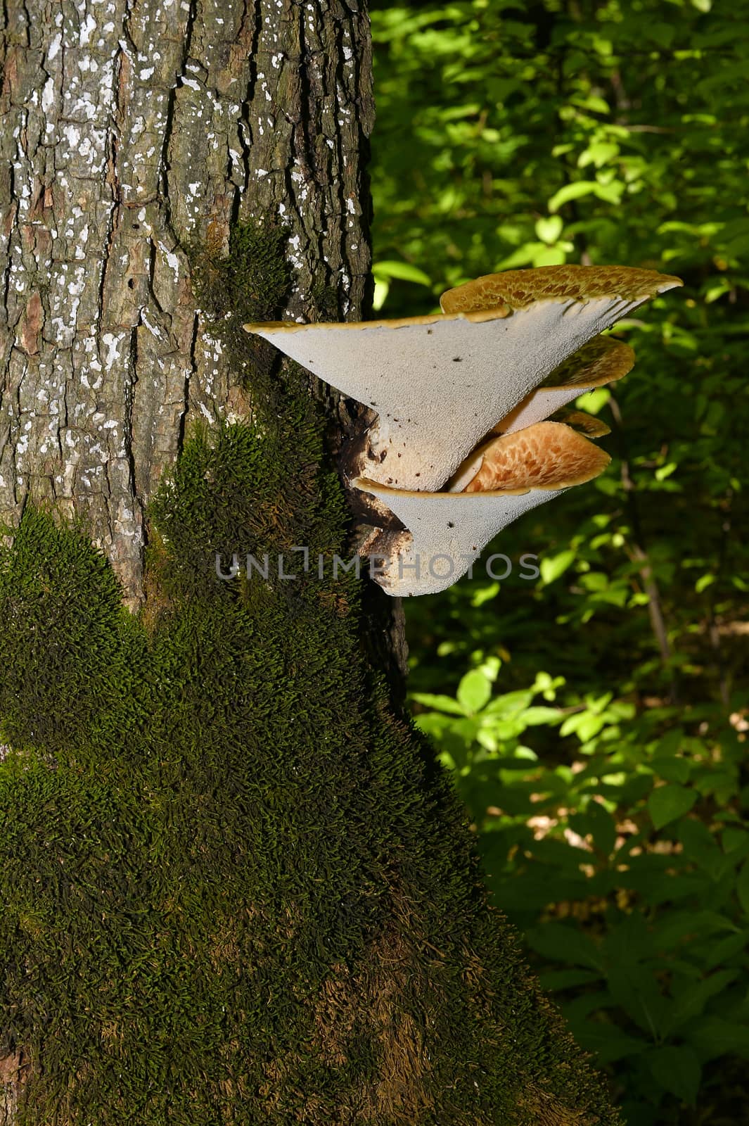 Mushroom Polyporus squamosus, growing on a tree (Polyporus Squamosus)