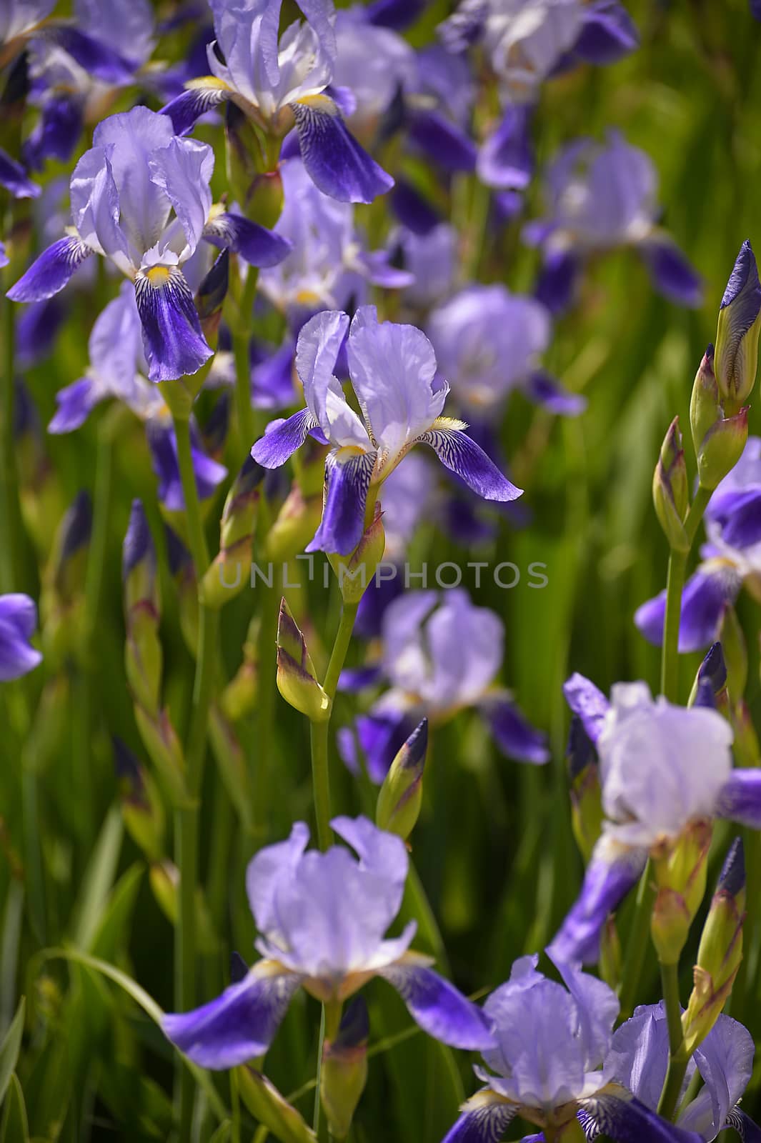 Blooming iris spring
