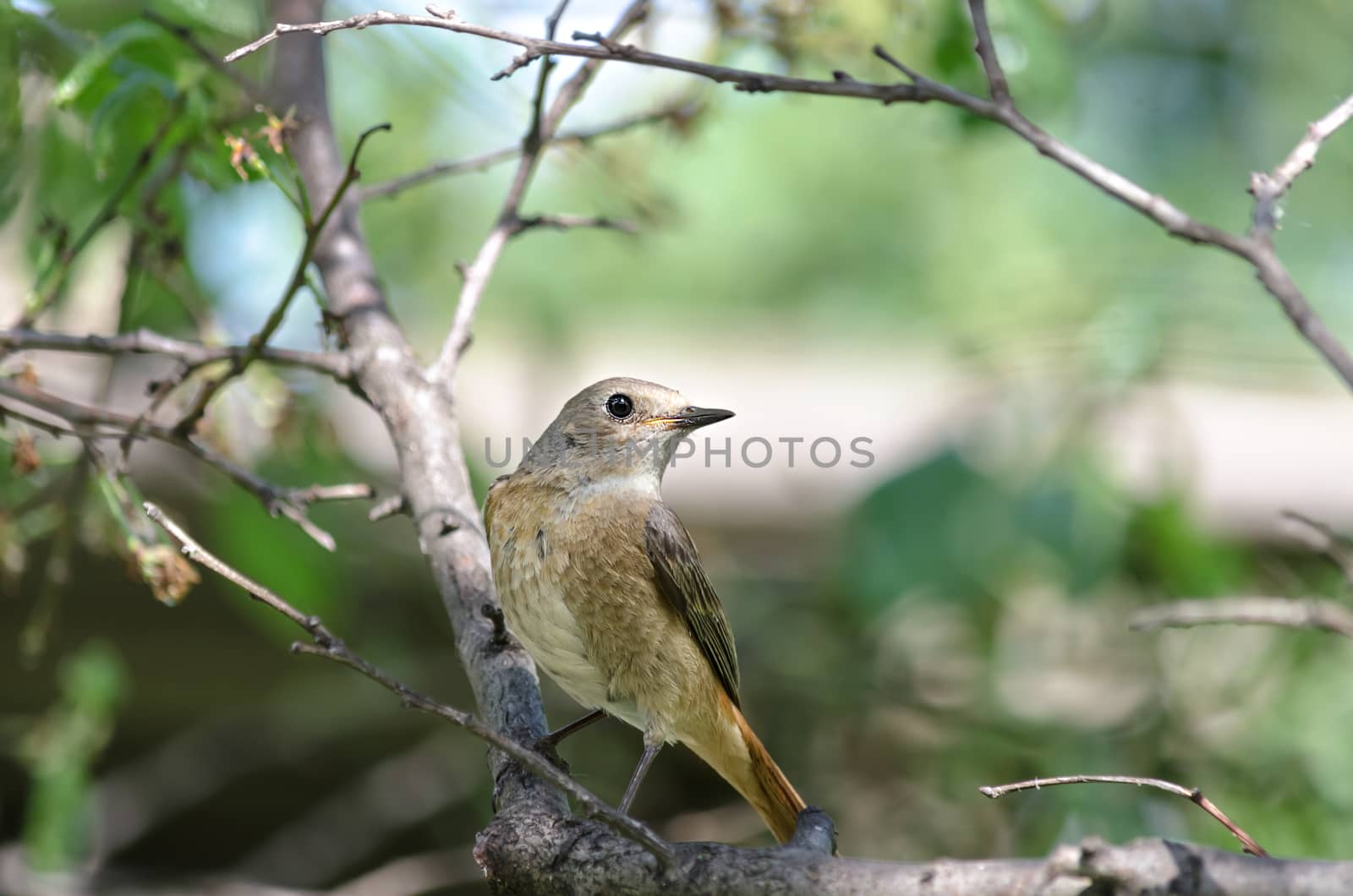 The female Redstart, sitting on a branch of a plum tree in the garden, bokeh and place for text