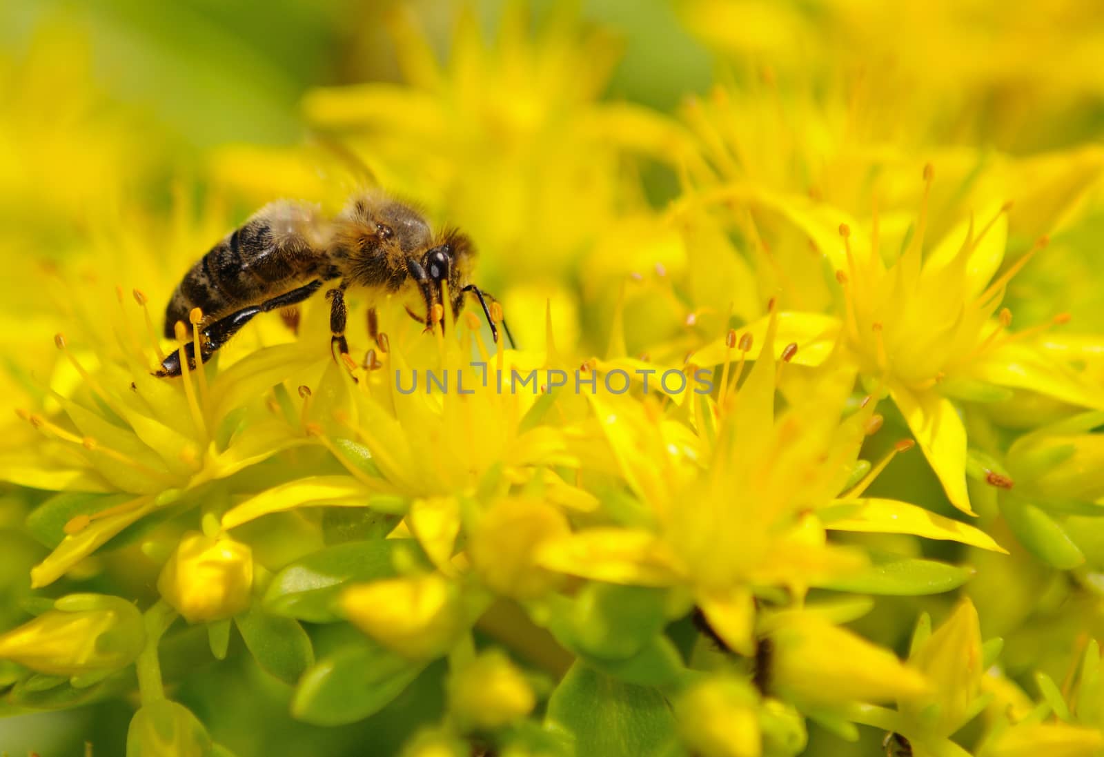 Honeybee (Apis mellifera) pollinated yellow flower. by hamik